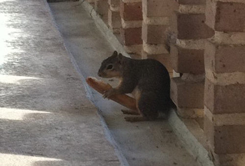 Ward's Random Picture Dump