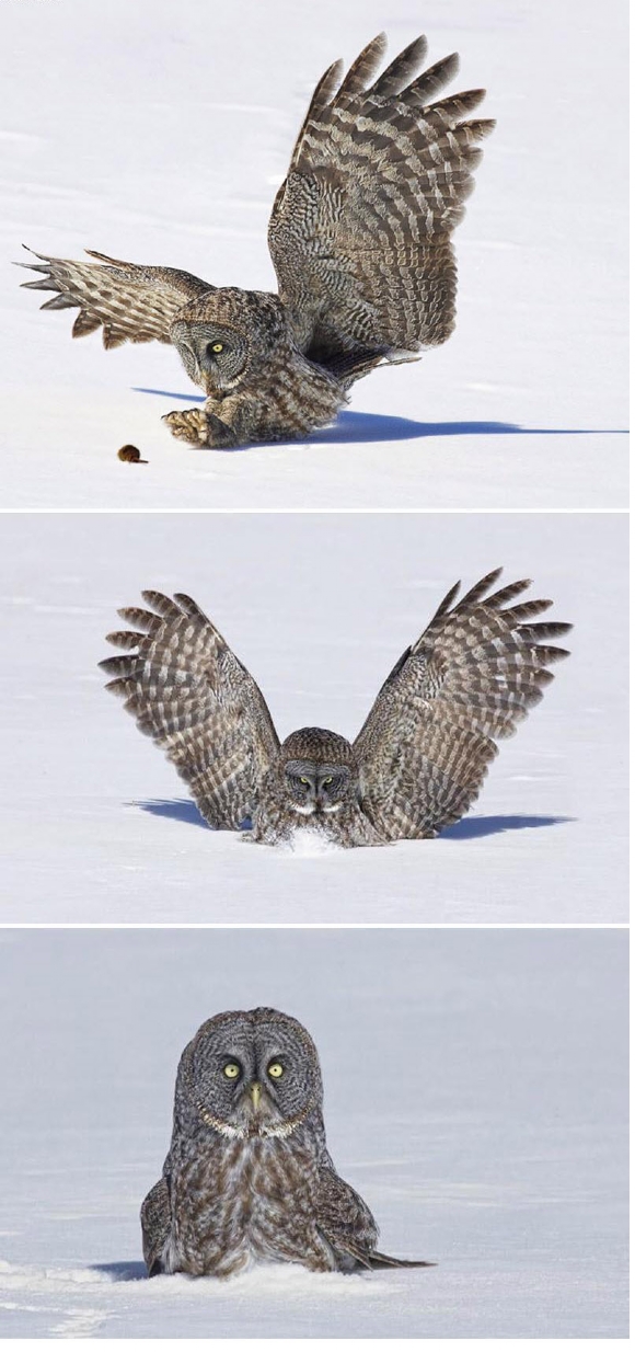 Ward's Random Picture Dump