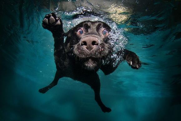 Underwater Doggies