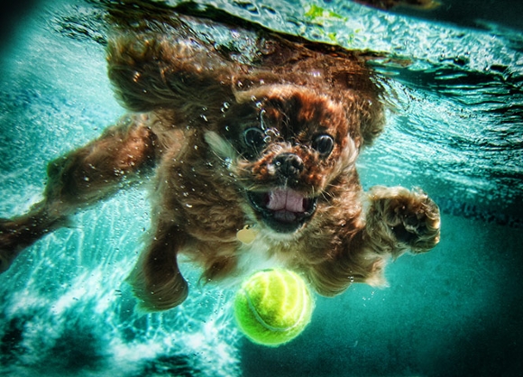 Underwater Doggies