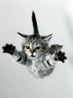 Flying cats