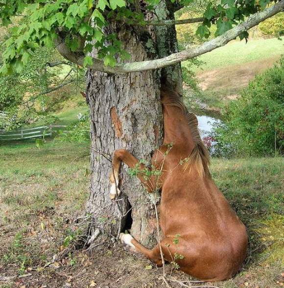 Trees Eating Stuff