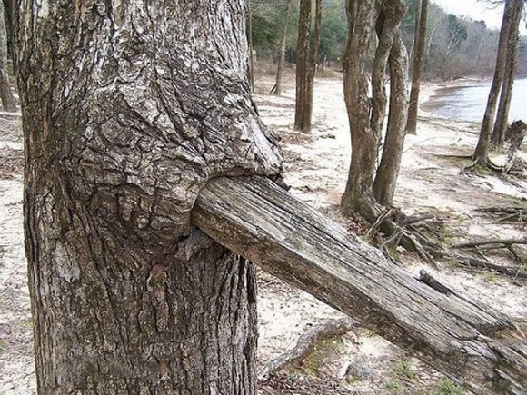 Trees Eating Stuff