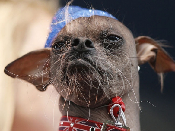 World's Ugliest Dog Show