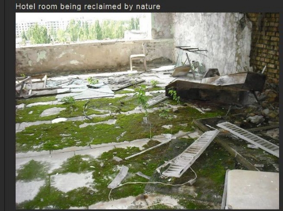 Chernobyl pic of grass - Hotel room being reclaimed by nature,