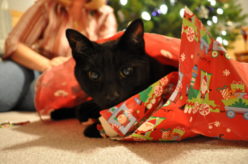 Wrapped pets
