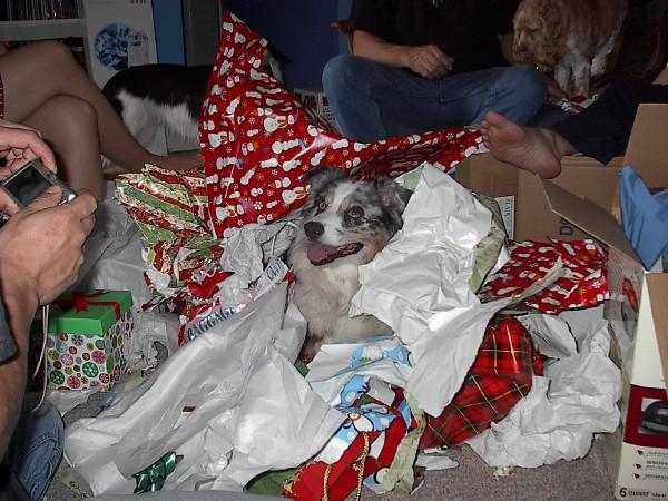 Wrapped pets