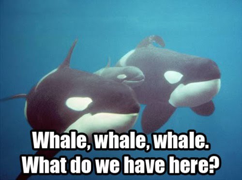 pun about whale whale whale what do we have here - Whale, whale, whale. What do we have here?