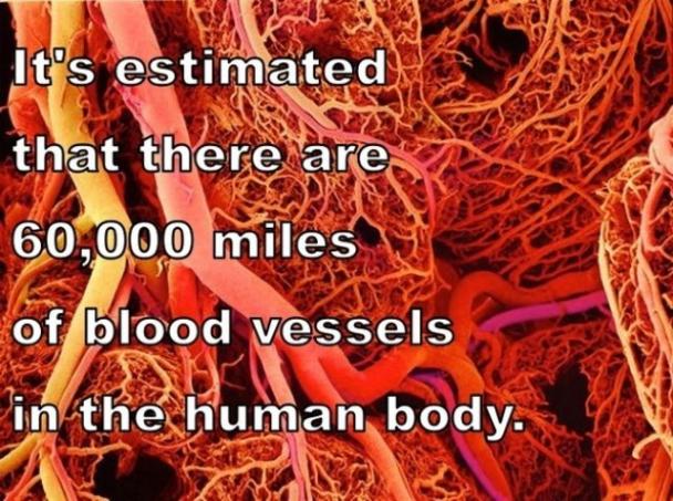 The Awesome Human Body