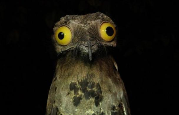 POTOO BIRD