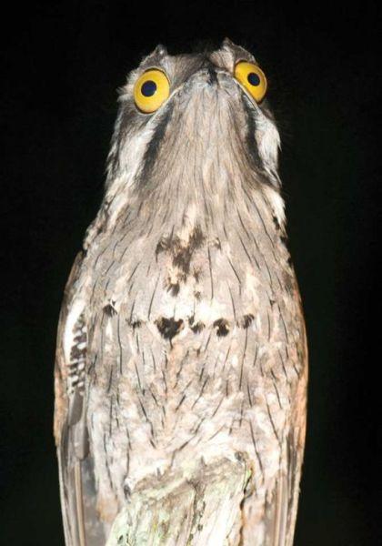 POTOO BIRD