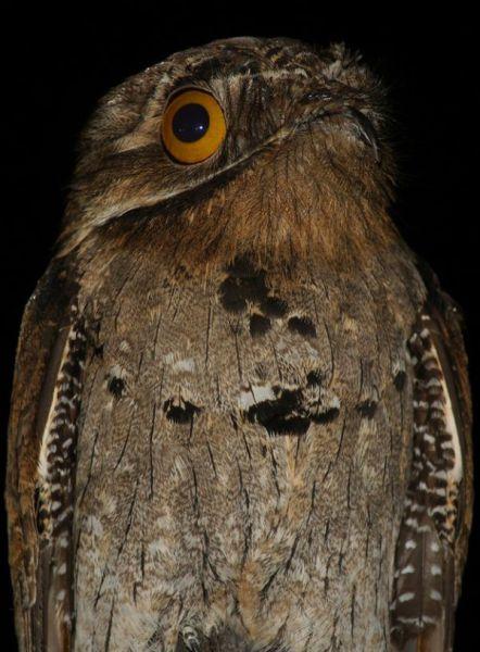 POTOO BIRD