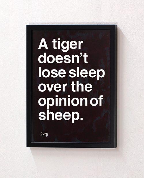 tiger doesn t lose sleep over - A tiger doesn't lose sleep over the opinion of sheep. Zag