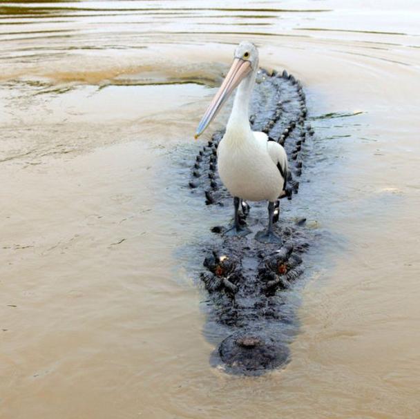 pelican on crocodile