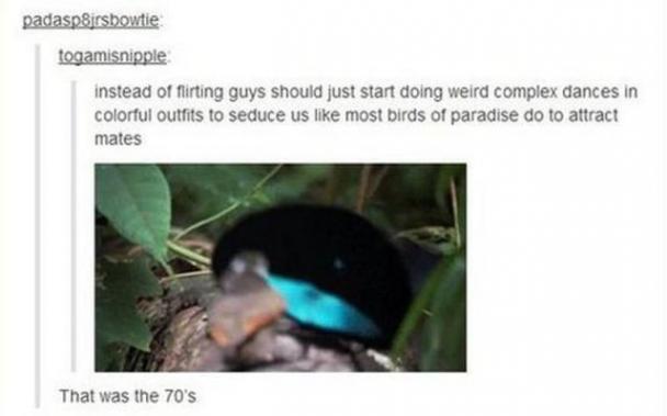 tumblr - birds funny - padasp8jrsbowtie togamisnipple instead of flirting guys should just start doing weird complex dances in colorful outfits to seduce us most birds of paradise do to attract mates That was the 70's