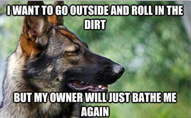 Dog Problems