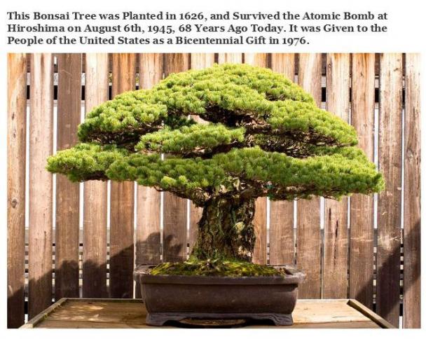 united states national arboretum - This Bonsai Tree was planted in 1626, and Survived the Atomic Bomb at Hiroshima on August 6th, 1945, 68 Years Ago Today. It was Given to the People of the United States as a Bicentennial Gift in 1976.