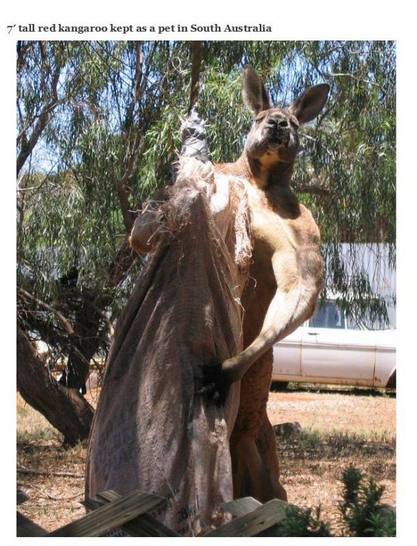 kangaroo do you even lift - 7' tall red kangaroo kept as a pet in South Australia