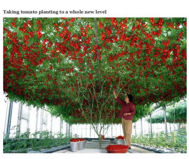 tomato tree plants - Taking tomato planting to a whole new level