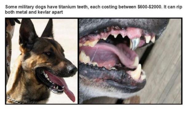 military dog titanium teeth - Some military dogs have titanium teeth, each costing between $600$2000. It can rip both metal and kevlar apart