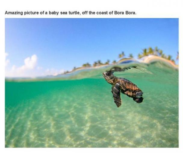 cute ocean - Amazing picture of a baby sea turtle, off the coast of Bora Bora.
