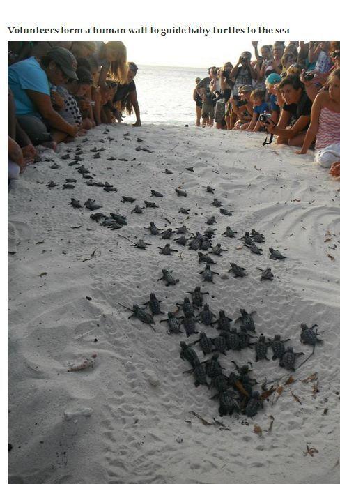 lot of baby turtles - Volunteers form a human wall to guide baby turtles to the sea