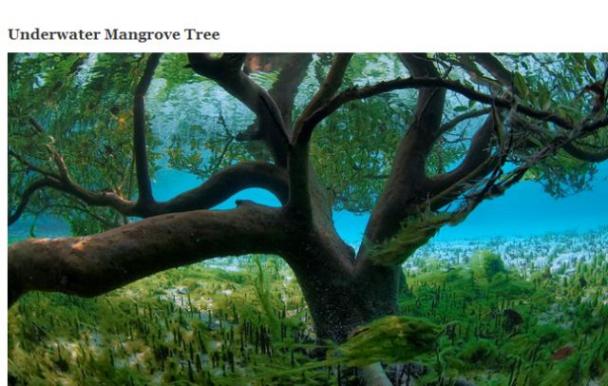 mangroves underwater - Underwater Mangrove Tree
