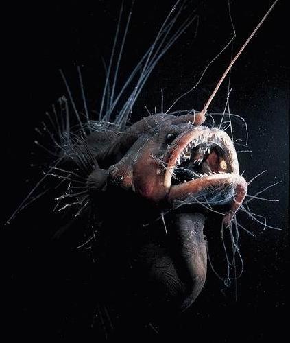 marianas trench underwater creatures