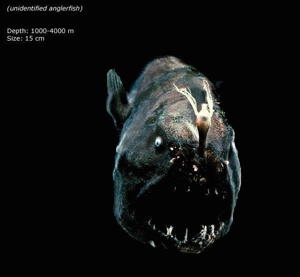deepest ocean - unidentified anglerfish Depth 10004000 m Size 15 cm