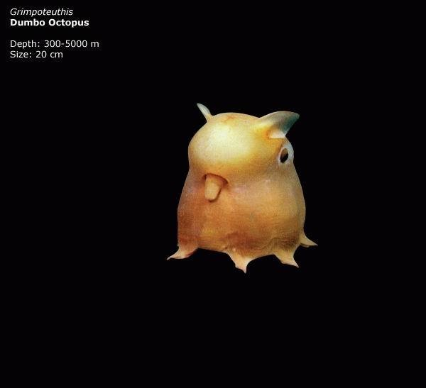 mariana trench animals - Grimpoteuthis Dumbo Octopus Depth 3005000 m Size 20 cm