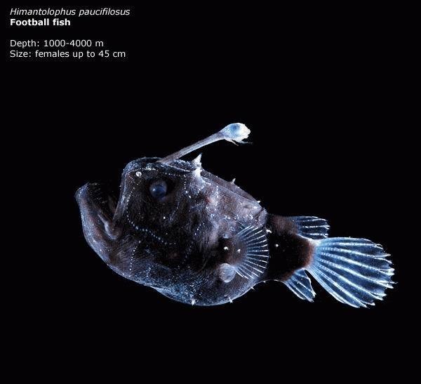 marianas trench life - Himantolophus paucifilosus Football fish Depth 10004000 m Size females up to 45 cm