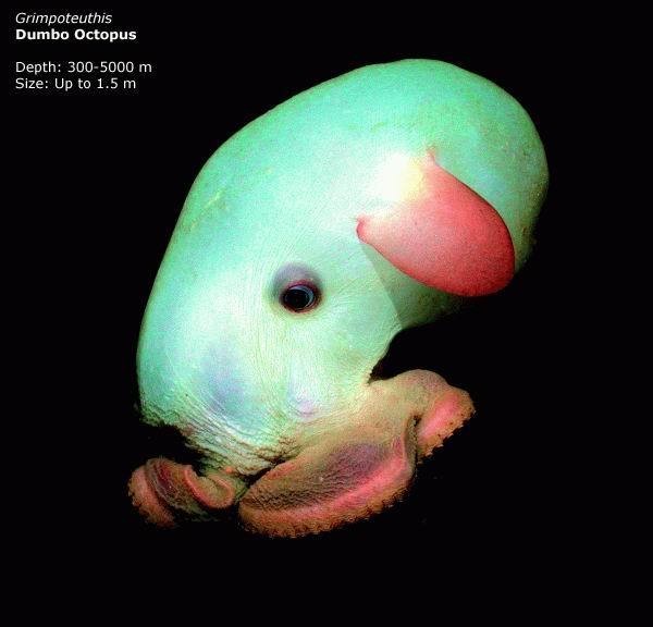 mariana trench creatures - Grimpoteuthis Dumbo Octopus Depth 3005000 m Size Up to 1.5 m