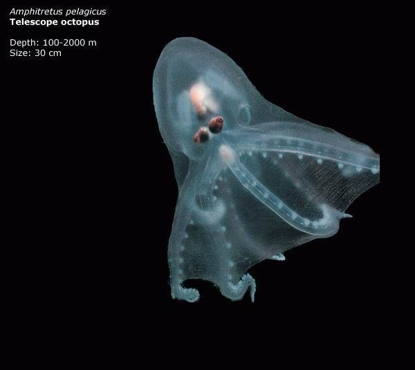 telescope octopus - Amphitretus pelagicus Telescope octopus Depth 1002000 m Size 30 cm