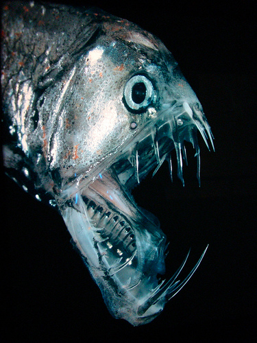 mariana trench creatures