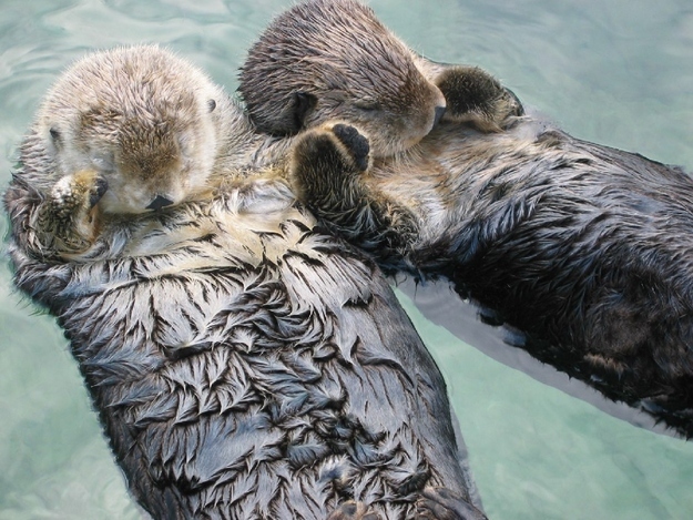 Sea otters hold each others paws when they sleep so they dont drift apar
