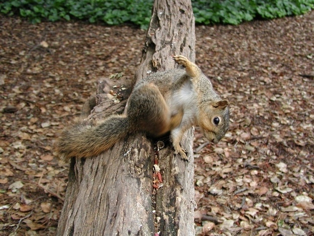 Millions of trees grow every year thanks to squirrels forgetting where they put their nuts.