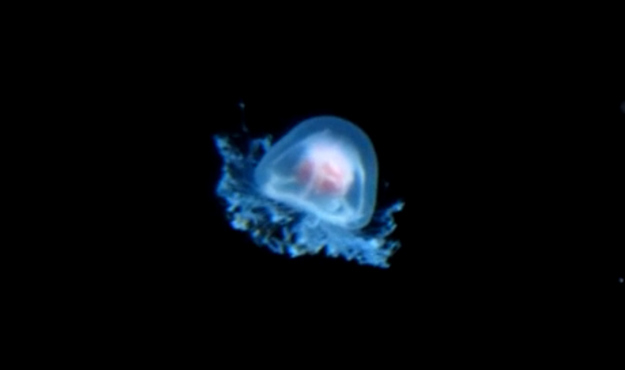 Theres an immortal jellyfish.