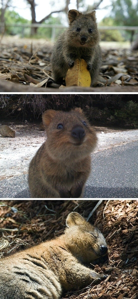 Theres an animal called the quokka and its the happiest animal in the world.