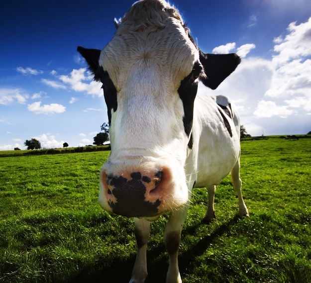 Cows produce more milk when listening to smooth jams.