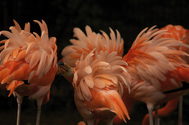 2. A group of flamingos is called a flamboyance.