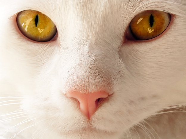 A cats nose is ridged with a unique pattern, just like a human fingerprint.