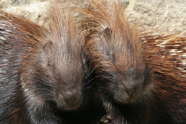 A group of porcupines is called a prickle.
