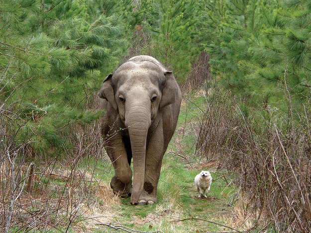 Elephants show remarkable empathy, even to other species.