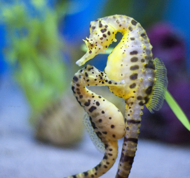 Sea horses are monogamous life mates and travel holding each others tails.