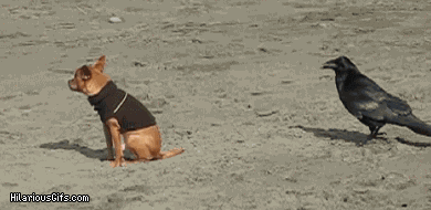 Animals are assholes