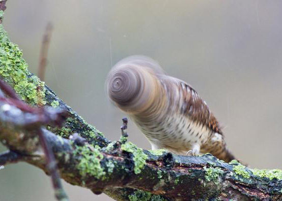 Ward's Random Picture Dump