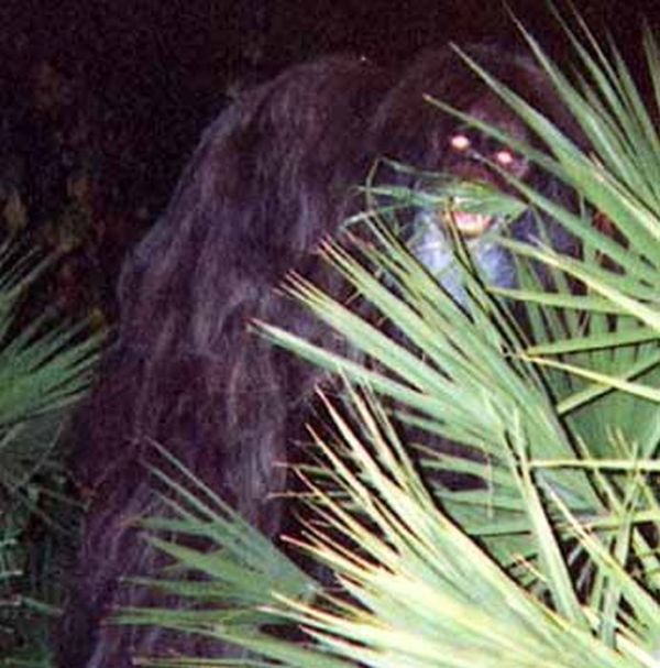The Skunk Ape, also known as the Swamp Ape, Stink Ape, the Myakka Ape, and the Myakka Skunk Ape, is a hominid cryptid said to inhabit Florida, as well as North Carolina and Arkansas. Reports of the Skunk Ape were particularly common in the 1960s and 1970s. In the fall of 1974, numerous sightings were reported in suburban neighborhoods of Dade County, Florida, of a large, foul-smelling, hairy, ape-like creature, which ran upright on two legs