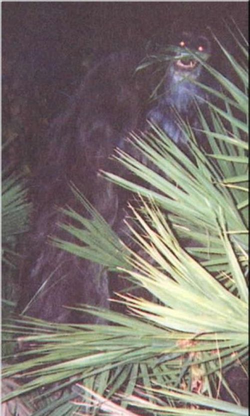 Skunk ApeIn 2000, two photographs said to be of the Skunk Ape were taken by an anonymous woman and mailed to the Sarasota County, Florida, Sheriff's Department. The photographs were accompanied by a letter from the woman in which she claims to have photographed an ape in her backyard.3 The woman wrote that on three different nights an ape had entered her backyard to take apples left on her back porch. She was convinced the ape was an escaped orangutan. The pictures have become known to Bigfoot enthusiasts as the "skunk ape photos."