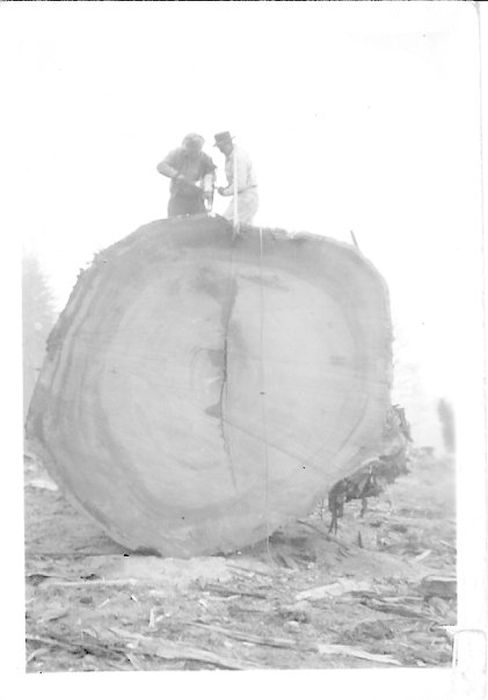 Loggers use dynamite to split a log into movable pieces. Arcata, California, late 1940's