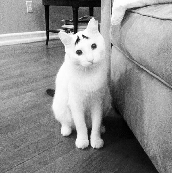 white cat black eyebrows